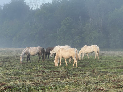 Wild Horse Adventure